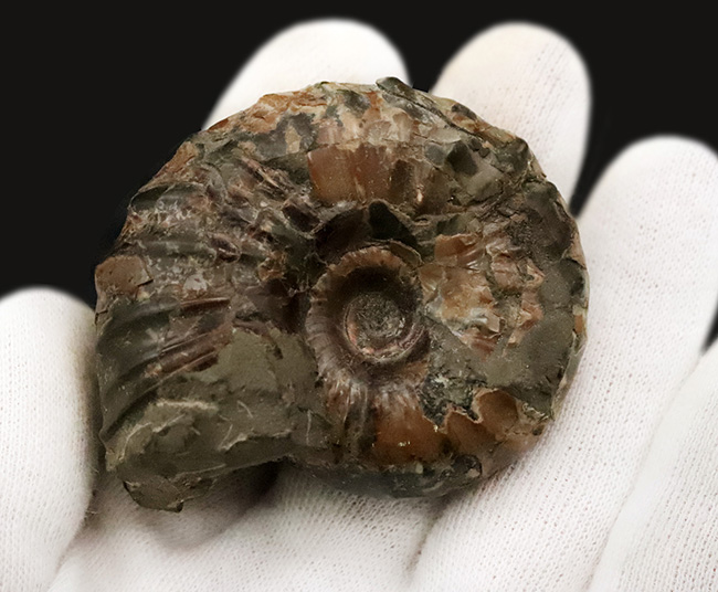 北海道の白亜紀後期の地層から採集された、力強い肋模様を持つアンモナイト、ユーパキディスカス・ハラダイ（Eupachydiscus haradai）（その3）