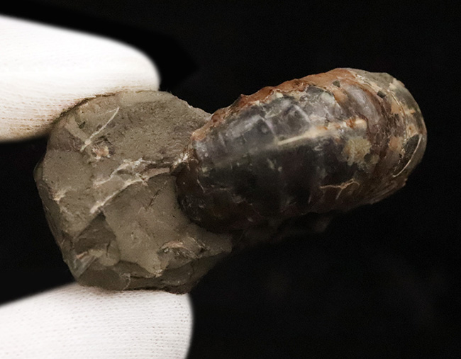 北海道の白亜紀後期の地層から採集された、力強い肋模様を持つ