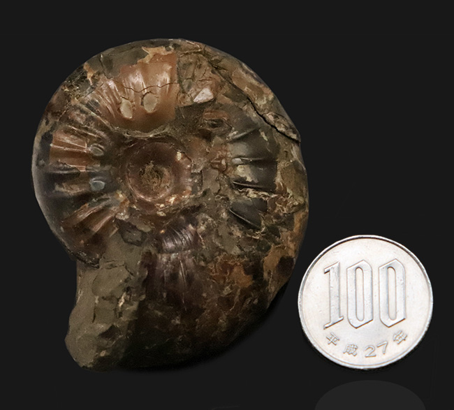 北海道の白亜紀後期の地層から採集された、力強い肋模様を持つ