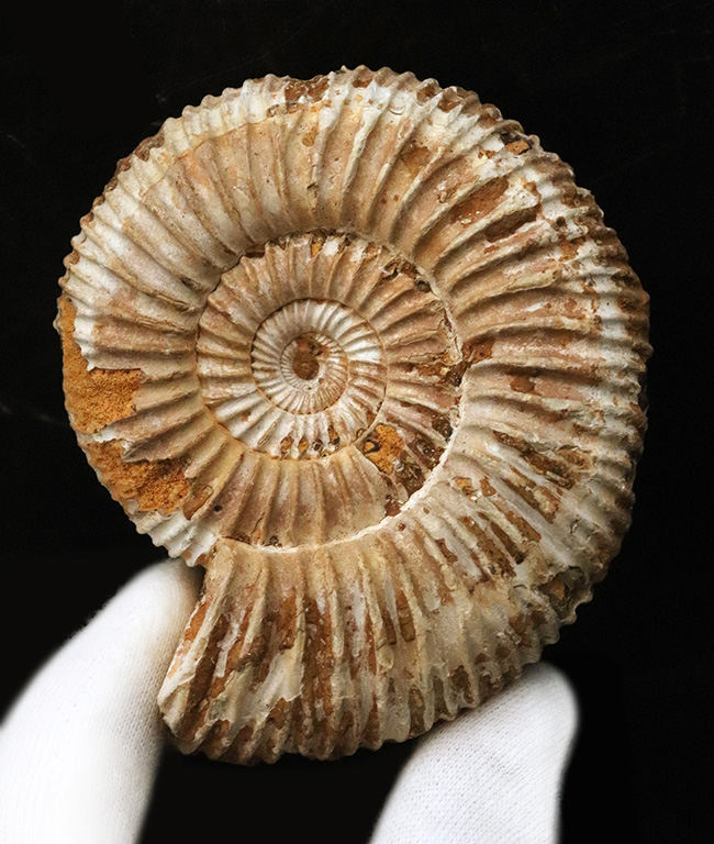 密な肋（ろく）が特徴的な、マダガスカル産ジュラ紀のアンモナイト、ペリスフィンクテス（Perisphinctes）（その1）