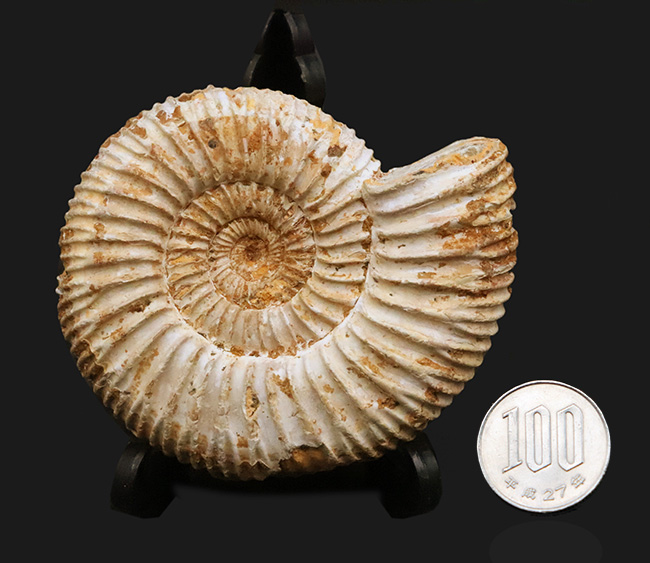 密な肋（ろく）が特徴的な、マダガスカル産ジュラ紀のアンモナイト、ペリスフィンクテス（Perisphinctes）（その10）