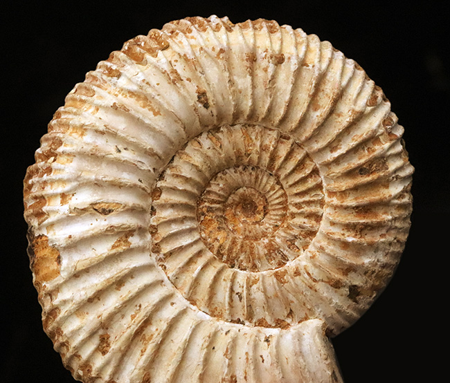 密な肋（ろく）が特徴的な、マダガスカル産ジュラ紀のアンモナイト、ペリスフィンクテス（Perisphinctes）（その2）