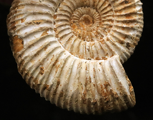 密な肋（ろく）が特徴的な、マダガスカル産ジュラ紀のアンモナイト、ペリスフィンクテス（Perisphinctes）（その3）