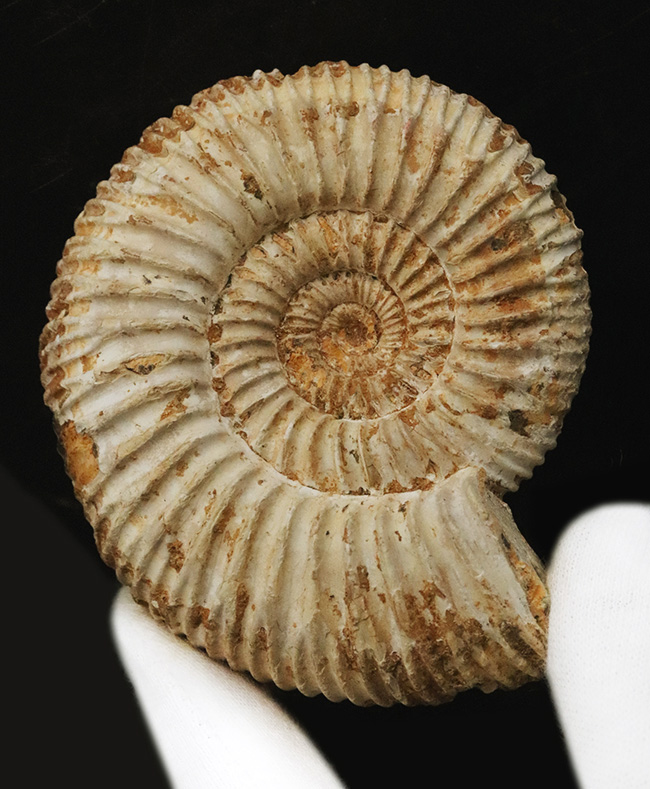 密な肋（ろく）が特徴的な、マダガスカル産ジュラ紀のアンモナイト、ペリスフィンクテス（Perisphinctes）（その4）