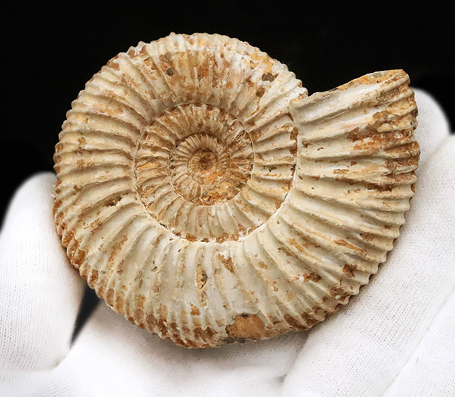 密な肋（ろく）が特徴的な、マダガスカル産ジュラ紀のアンモナイト、ペリスフィンクテス（Perisphinctes）（その5）