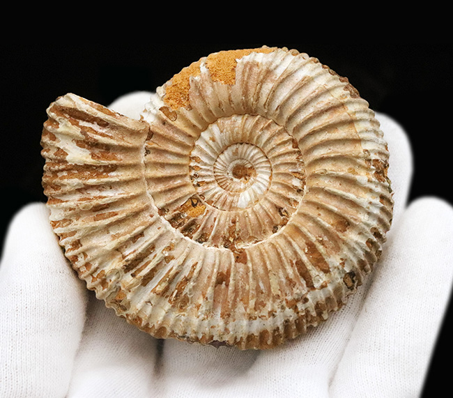 密な肋（ろく）が特徴的な、マダガスカル産ジュラ紀のアンモナイト、ペリスフィンクテス（Perisphinctes）（その6）
