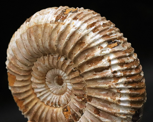 密な肋（ろく）が特徴的な、マダガスカル産ジュラ紀のアンモナイト、ペリスフィンクテス（Perisphinctes）（その7）