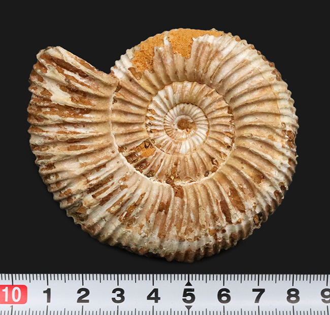密な肋（ろく）が特徴的な、マダガスカル産ジュラ紀のアンモナイト、ペリスフィンクテス（Perisphinctes）（その9）