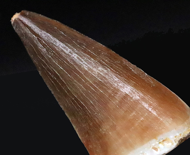美麗標本！白亜紀後期の海を支配した覇者……モササウルス（Mosasaurus）の歯化石（その2）