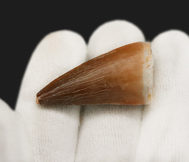 美麗標本！白亜紀後期の海を支配した覇者……モササウルス（Mosasaurus）の歯化石（その4）