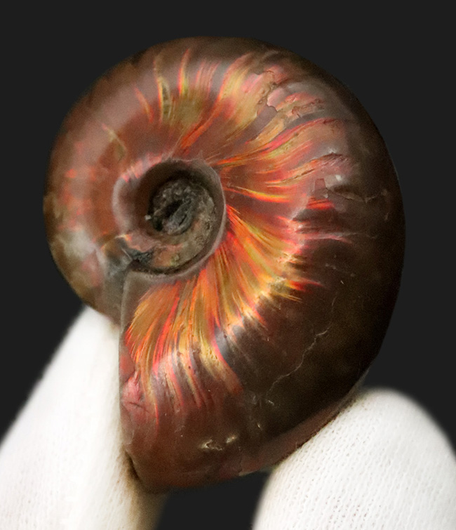 強い輝きを放つ、遊色アンモナイトクレオニセラス（Cleoniceras）（その1）