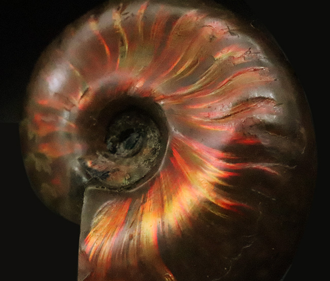 強い輝きを放つ、遊色アンモナイトクレオニセラス（Cleoniceras）（その2）