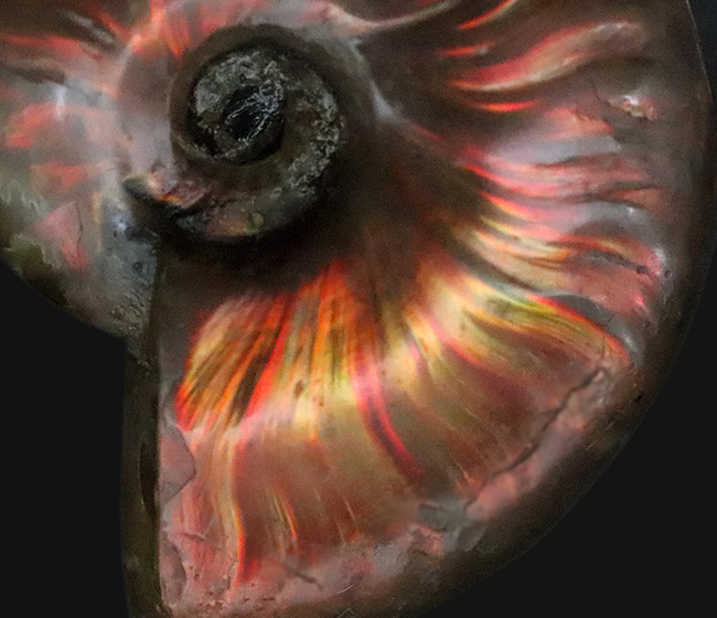 強い輝きを放つ、遊色アンモナイトクレオニセラス（Cleoniceras）（その3）