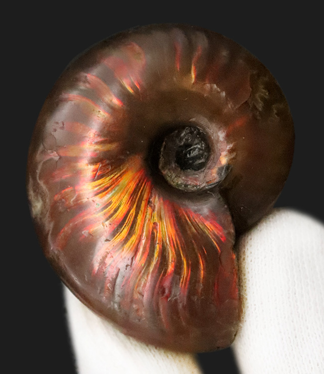 強い輝きを放つ、遊色アンモナイトクレオニセラス（Cleoniceras）（その4）