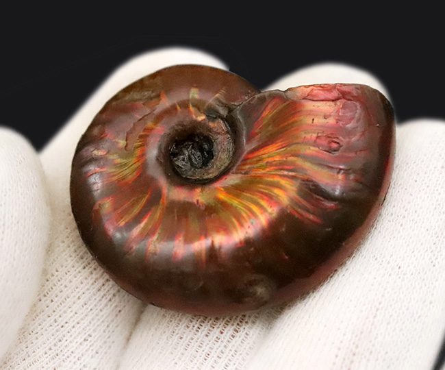 強い輝きを放つ、遊色アンモナイトクレオニセラス（Cleoniceras）（その5）