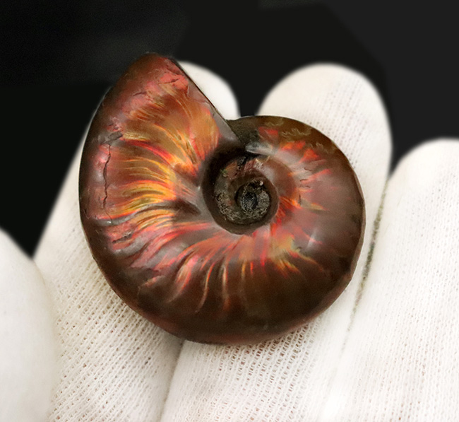 強い輝きを放つ、遊色アンモナイトクレオニセラス（Cleoniceras）（その6）