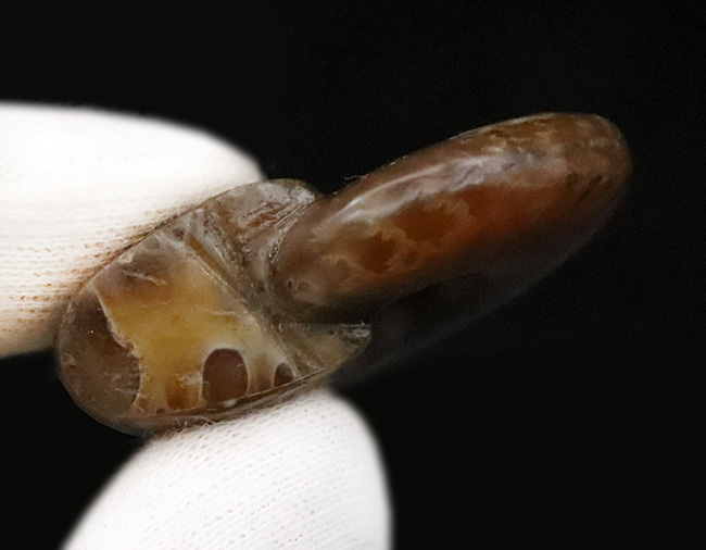 強い輝きを放つ、遊色アンモナイトクレオニセラス（Cleoniceras）（その7）