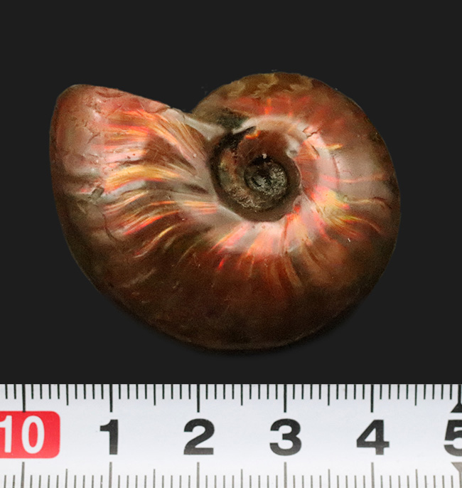 強い輝きを放つ、遊色アンモナイトクレオニセラス（Cleoniceras）（その8）