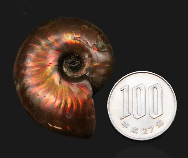 強い輝きを放つ、遊色アンモナイトクレオニセラス（Cleoniceras）（その9）