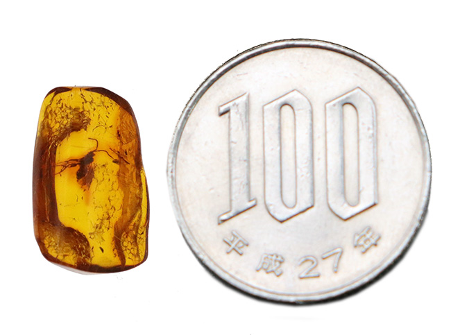 長い触角と細い脚をもつ羽虫を内包した、リトアニアンゴールド……バルティックアンバー(Amber)(その7)