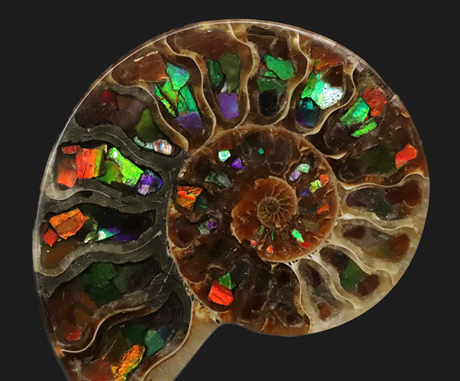 二大産地の融合……マダガスカル産クレオニセラスの空洞に、カナダ産アンモライトを施した贅沢なインレイ（象嵌）標本（その1）