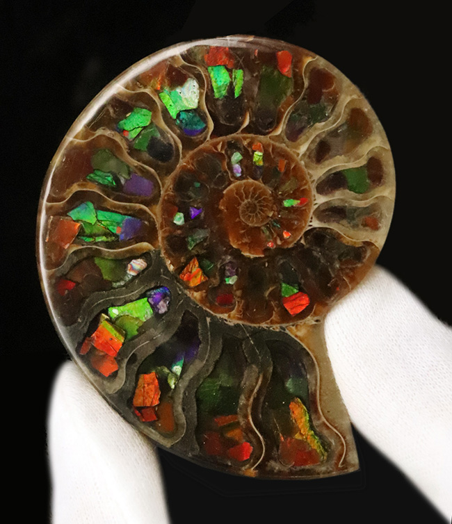 二大産地の融合……マダガスカル産クレオニセラスの空洞に、カナダ産アンモライトを施した贅沢なインレイ（象嵌）標本（その2）