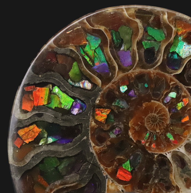 二大産地の融合……マダガスカル産クレオニセラスの空洞に、カナダ産アンモライトを施した贅沢なインレイ（象嵌）標本（その3）