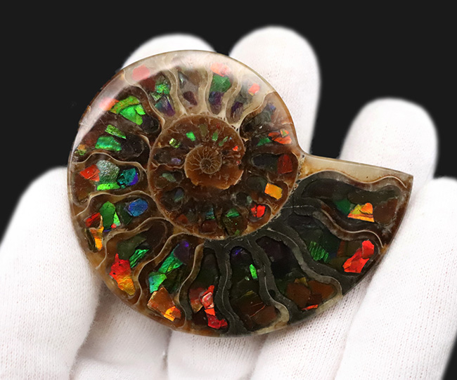 二大産地の融合……マダガスカル産クレオニセラスの空洞に、カナダ産アンモライトを施した贅沢なインレイ（象嵌）標本（その4）