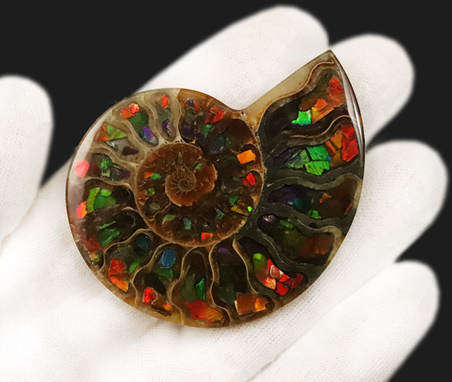 二大産地の融合……マダガスカル産クレオニセラスの空洞に、カナダ産アンモライトを施した贅沢なインレイ（象嵌）標本（その5）