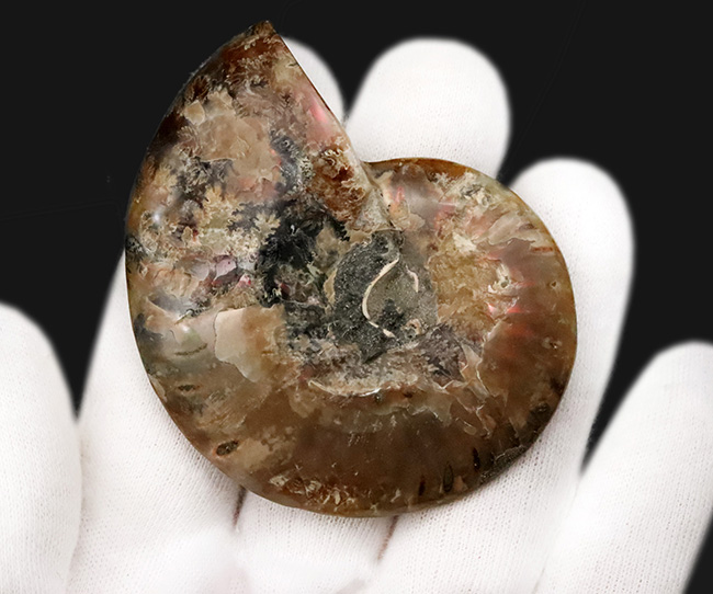 二大産地の融合……マダガスカル産クレオニセラスの空洞に、カナダ産アンモライトを施した贅沢なインレイ（象嵌）標本（その6）