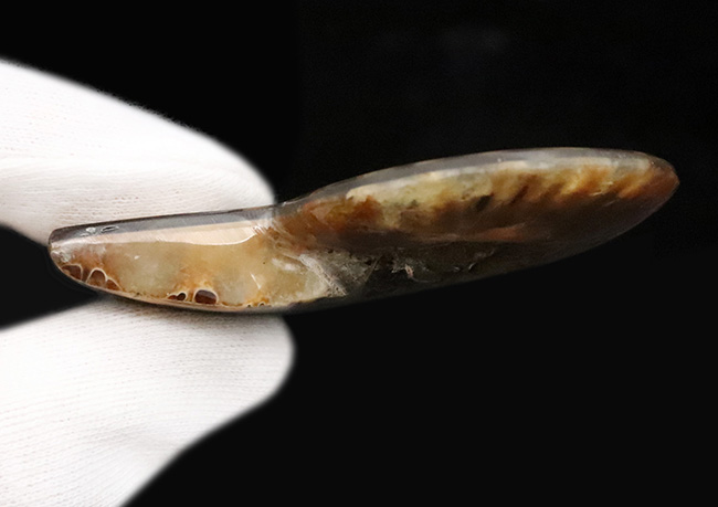 二大産地の融合……マダガスカル産クレオニセラスの空洞に、カナダ産アンモライトを施した贅沢なインレイ（象嵌）標本（その7）