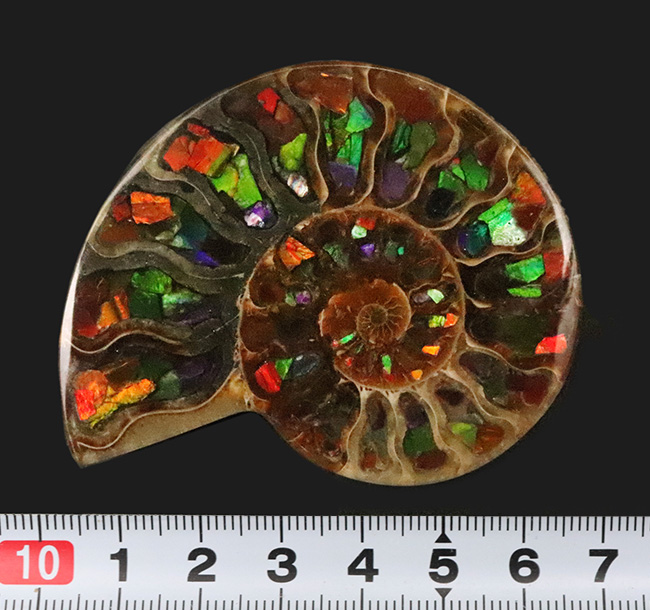 二大産地の融合……マダガスカル産クレオニセラスの空洞に、カナダ産アンモライトを施した贅沢なインレイ（象嵌）標本（その8）