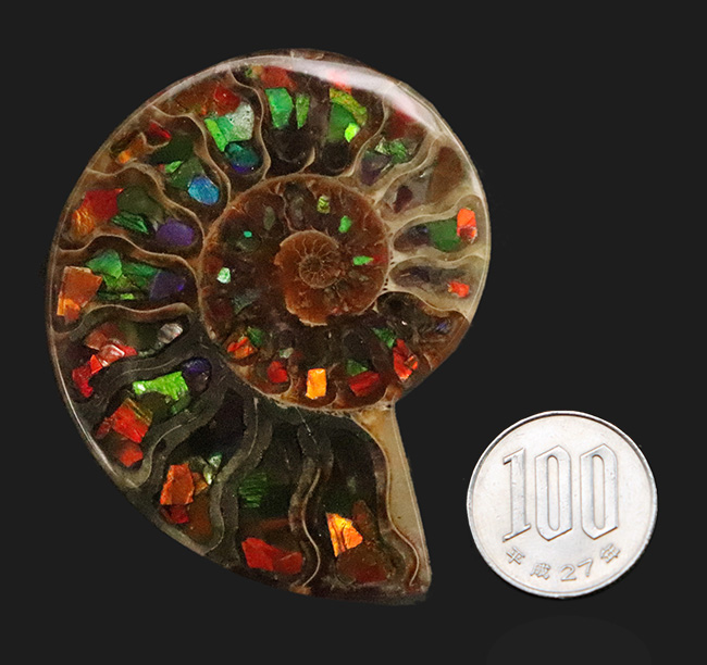 二大産地の融合……マダガスカル産クレオニセラスの空洞に、カナダ産アンモライトを施した贅沢なインレイ（象嵌）標本（その9）