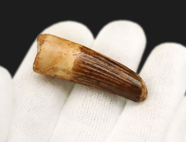 北アフリカの水辺を支配し、食物連鎖の頂点に君臨した強大な恐竜、スピノサウルス（Spinosaurus）の歯化石（その2）