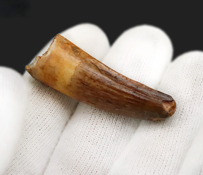 北アフリカの水辺を支配し、食物連鎖の頂点に君臨した強大な恐竜、スピノサウルス（Spinosaurus）の歯化石（その3）