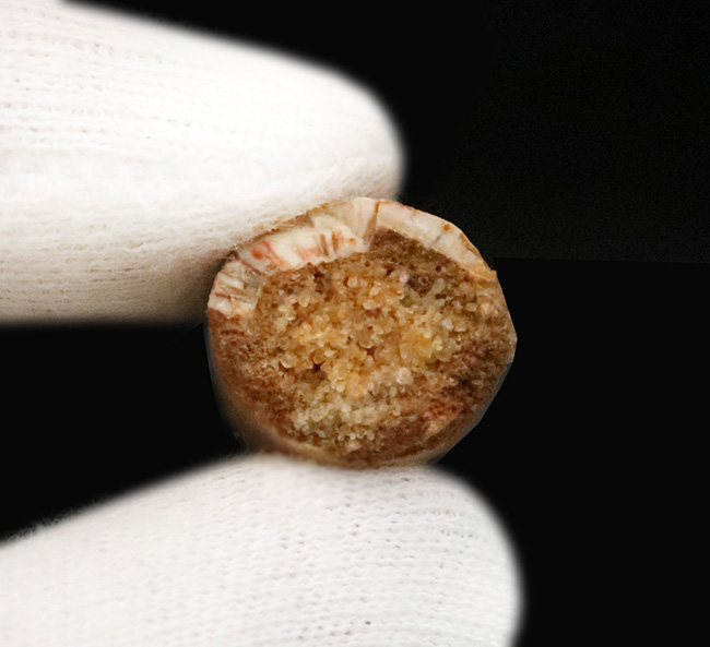 北アフリカの水辺を支配し、食物連鎖の頂点に君臨した強大な恐竜、スピノサウルス（Spinosaurus）の歯化石（その6）