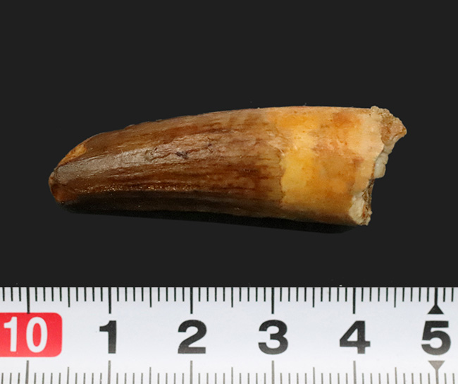 北アフリカの水辺を支配し、食物連鎖の頂点に君臨した強大な恐竜、スピノサウルス（Spinosaurus）の歯化石（その7）