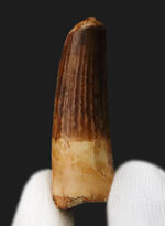 お客様の声　写真