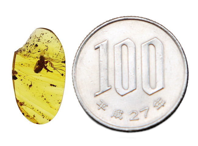 肉眼でもはっきり視認可能！羽虫の保存状態は圧巻。約1億年前、恐竜時代の琥珀「バーマイト（Burmite）」（その11）
