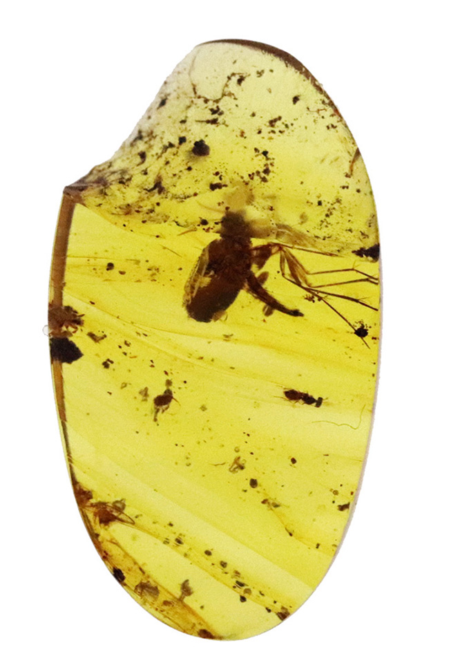 肉眼でもはっきり視認可能！羽虫の保存状態は圧巻。約1億年前、恐竜時代の琥珀「バーマイト（Burmite）」（その2）
