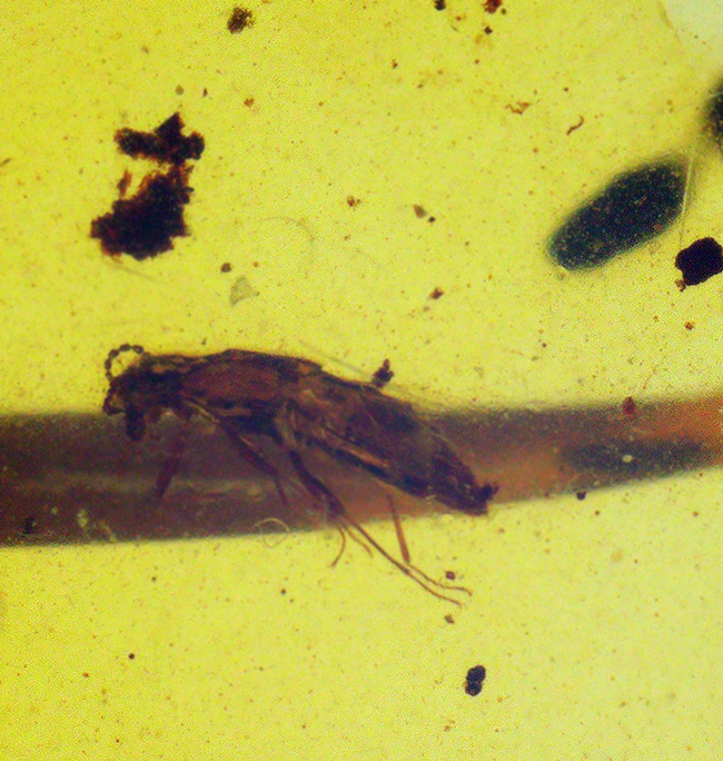 高い透明度、美しい色合い、印象的な植物片と昆虫など注目ポイントの多い、上質のビルマ琥珀、バーマイト（Burmite）（その3）