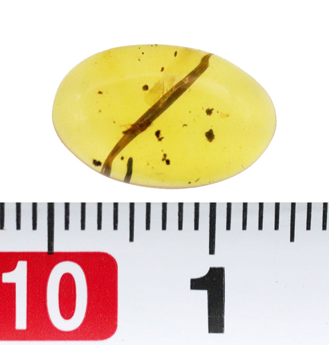 高い透明度、美しい色合い、印象的な植物片と昆虫など注目ポイントの多い、上質のビルマ琥珀、バーマイト（Burmite）（その7）