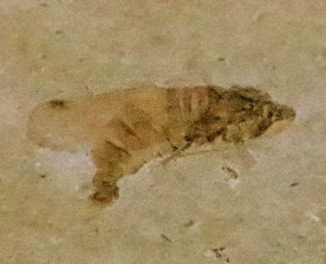 産地不明／種類不詳のためリーズナブルプライスにてご提供。美観に優れた小型虫化石（その2）