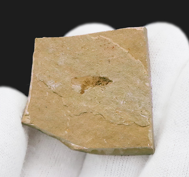 産地不明／種類不詳のためリーズナブルプライスにてご提供。美観に優れた小型虫化石（その4）