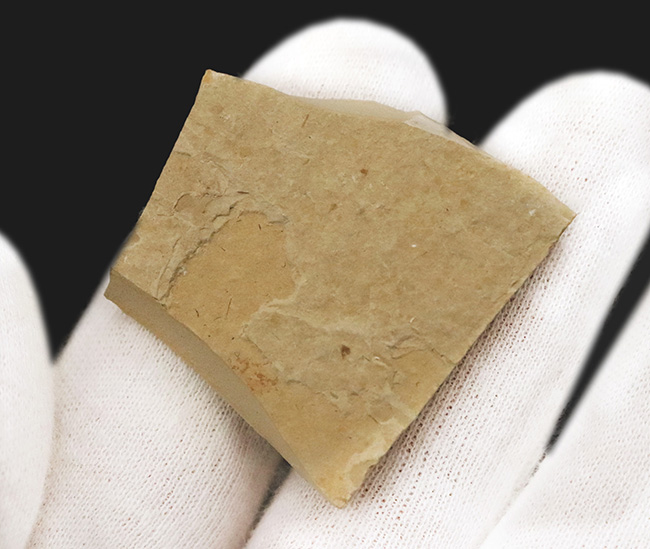 産地不明／種類不詳のためリーズナブルプライスにてご提供。美観に優れた小型虫化石（その5）