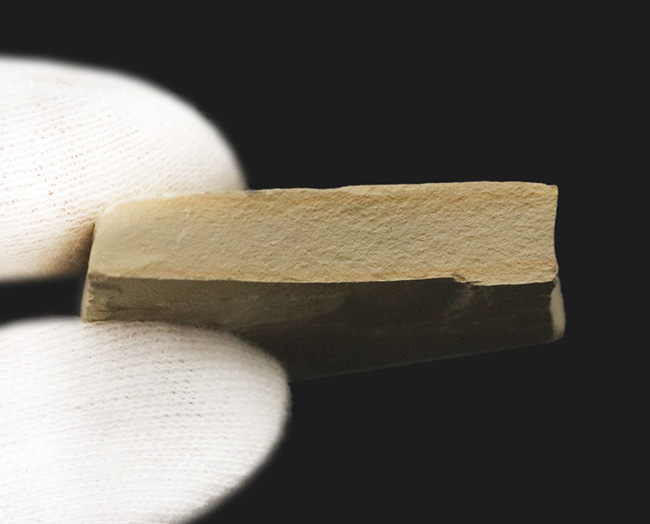 産地不明／種類不詳のためリーズナブルプライスにてご提供。美観に優れた小型虫化石（その6）