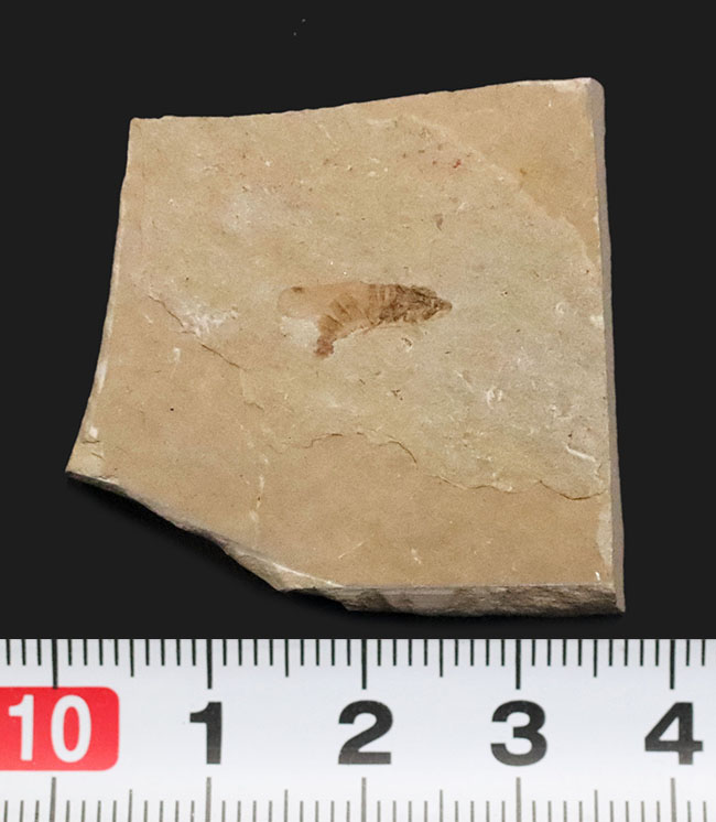 産地不明／種類不詳のためリーズナブルプライスにてご提供。美観に優れた小型虫化石（その7）