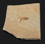 産地不明／種類不詳のためリーズナブルプライスにてご提供。美観に優れた小型虫化石