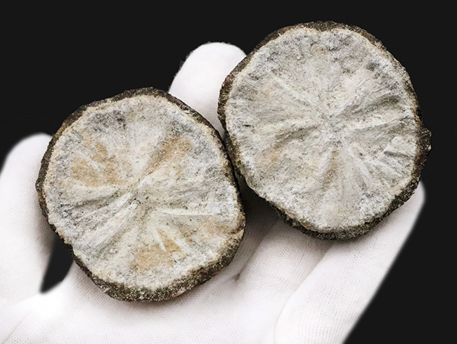 珍しいノジュール型の国産標本！長崎県西彼杵産、黄鉄鉱（Pyrite）（その1）