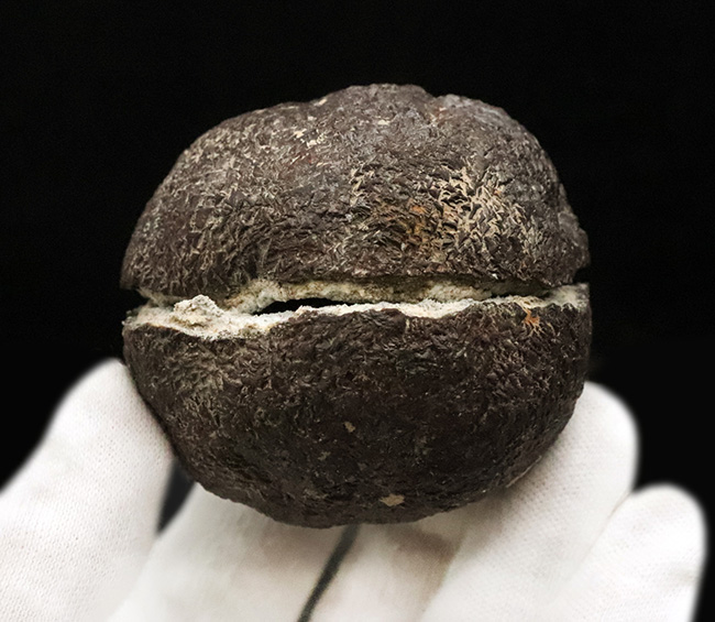 珍しいノジュール型の国産標本！長崎県西彼杵産、黄鉄鉱（Pyrite）（その2）